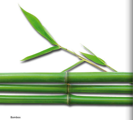 detail Sjezdové lyže Bogner Bamboo RK 16/17